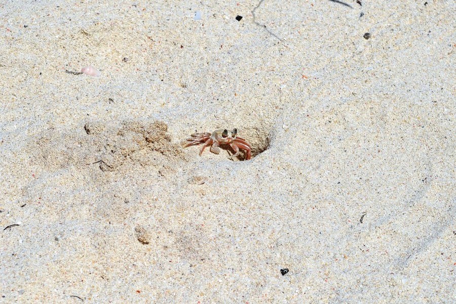 Krab na plaży w Diani